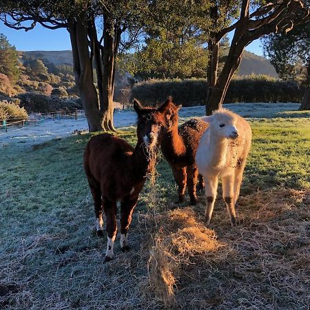 Narrow Neck Creek Farmstay And B&B Upper Hutt Esterno foto