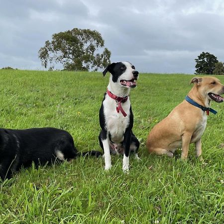 Narrow Neck Creek Farmstay And B&B Upper Hutt Esterno foto