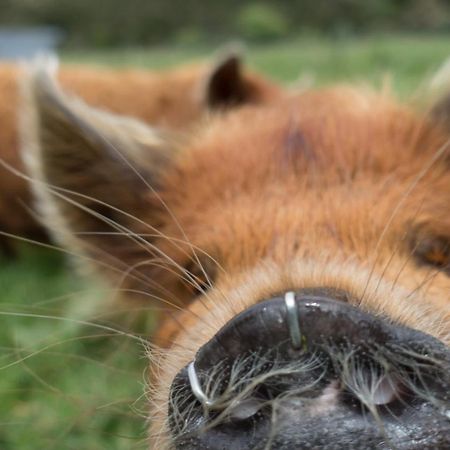 Narrow Neck Creek Farmstay And B&B Upper Hutt Esterno foto