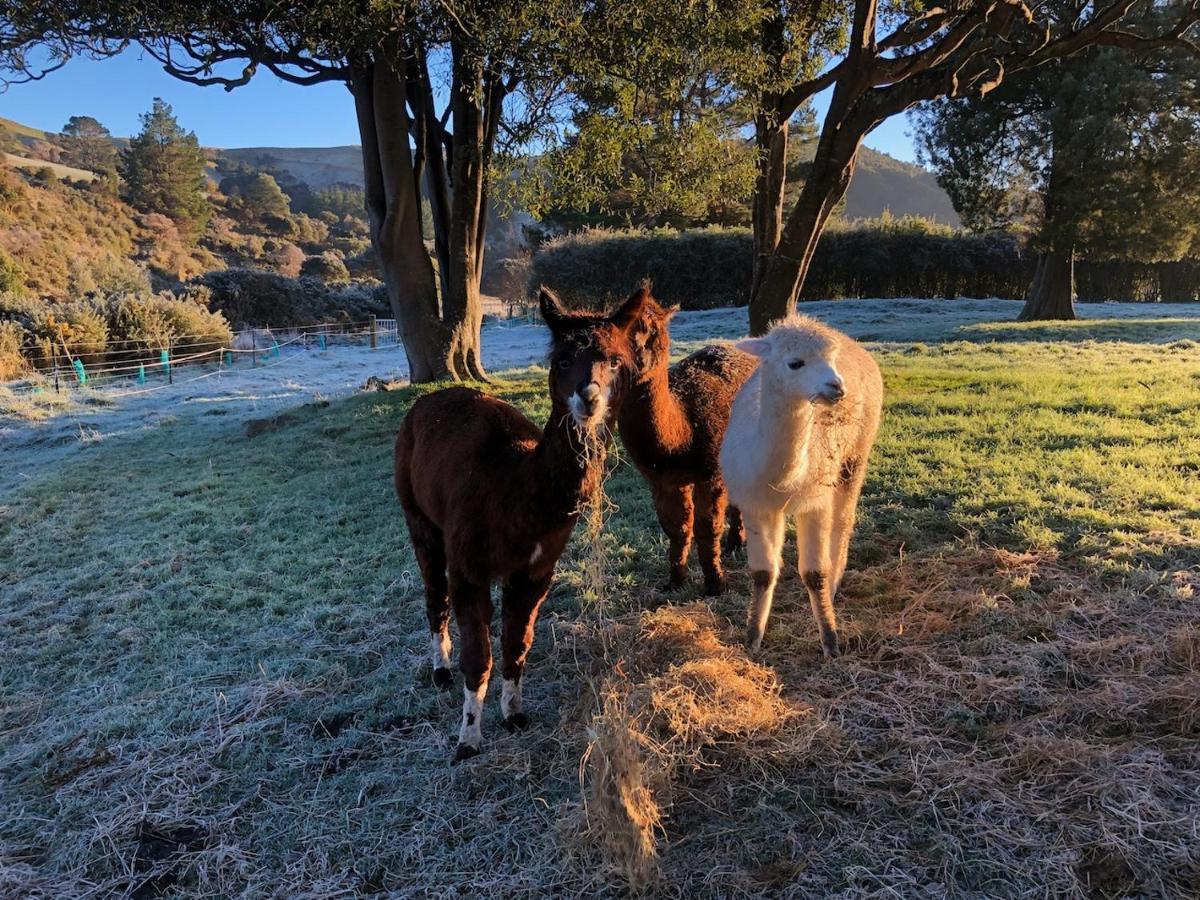 Narrow Neck Creek Farmstay And B&B Upper Hutt Esterno foto