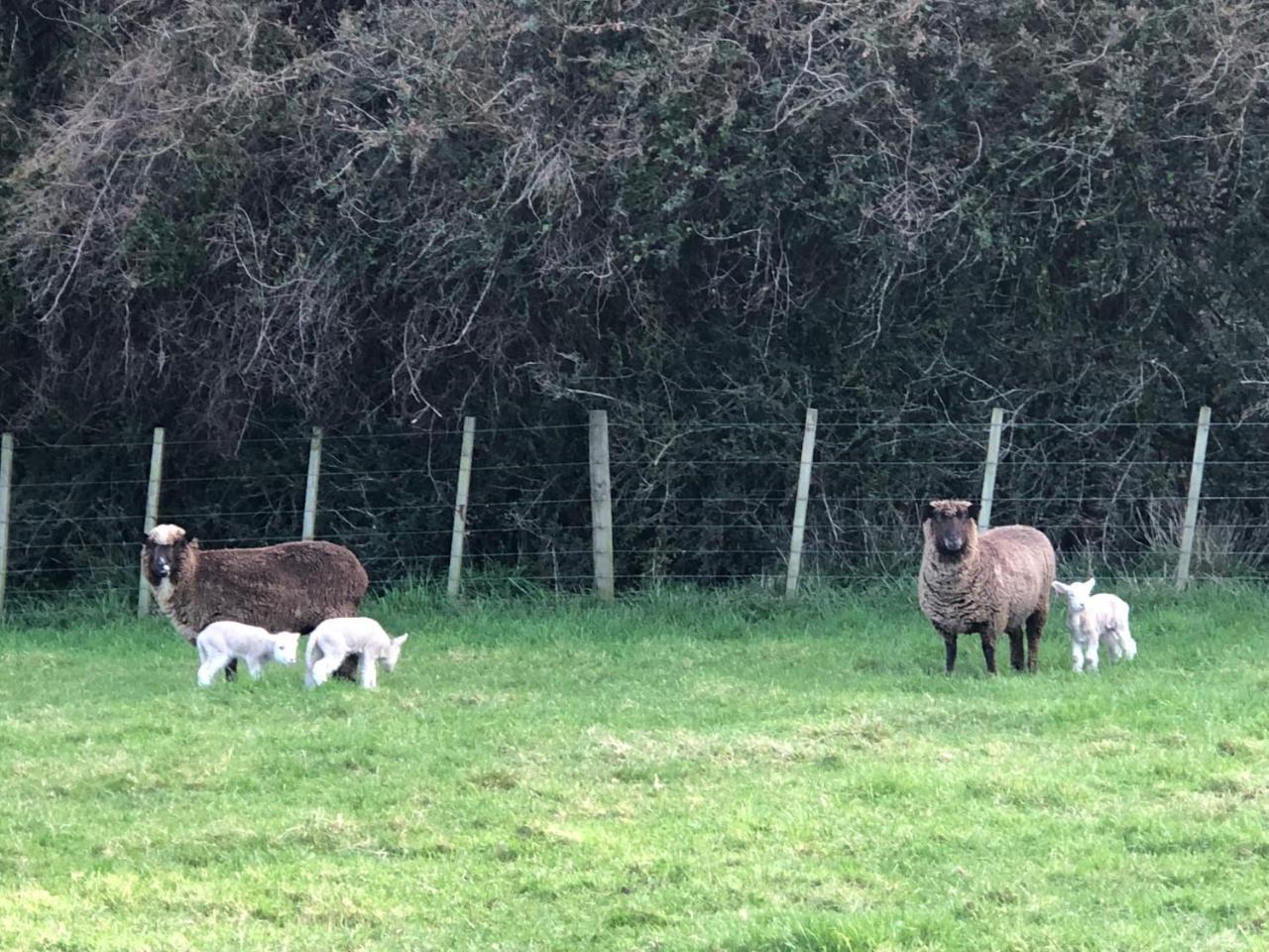 Narrow Neck Creek Farmstay And B&B Upper Hutt Esterno foto
