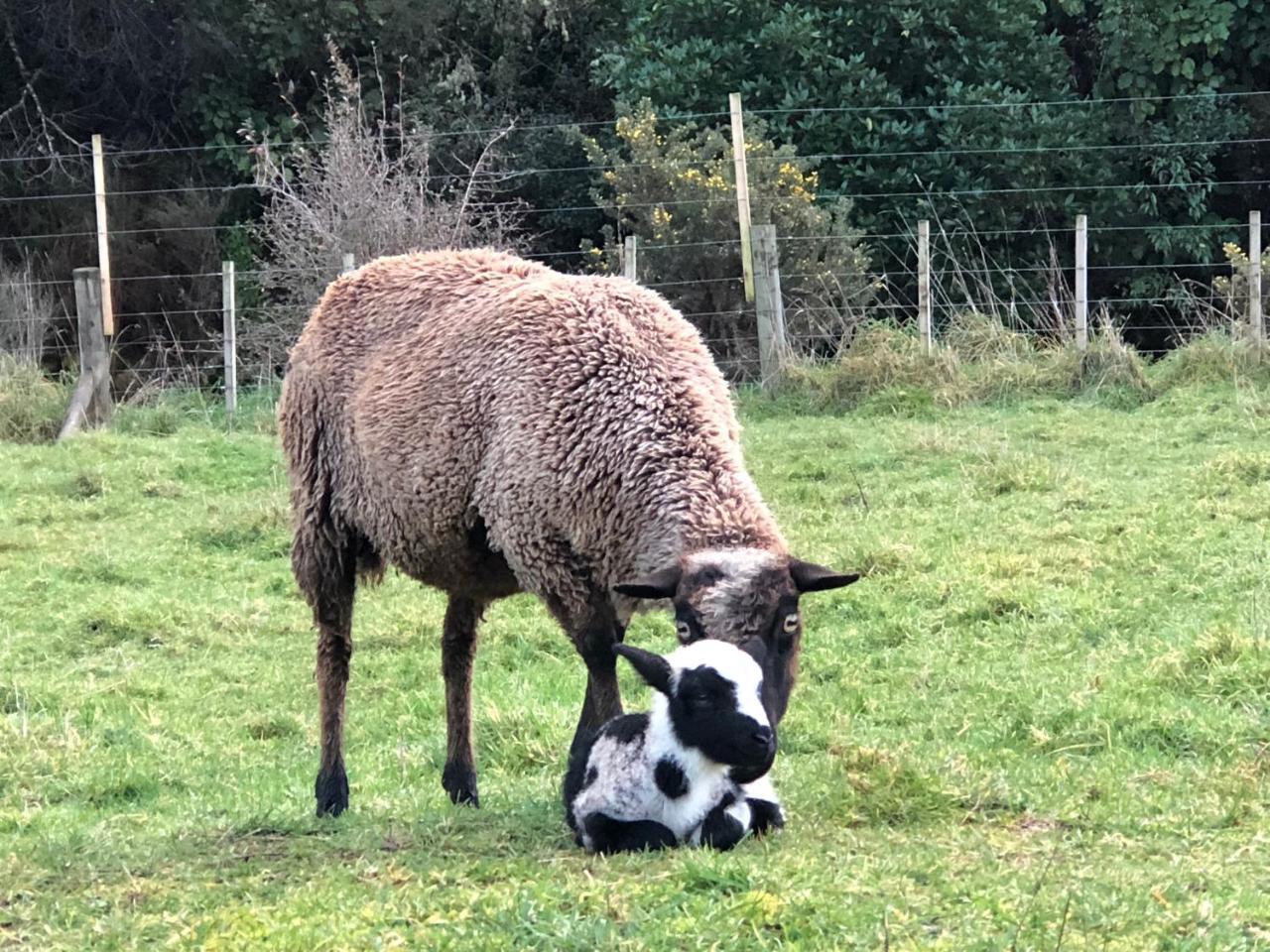 Narrow Neck Creek Farmstay And B&B Upper Hutt Esterno foto